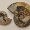 Souvenir Fossilized Ammonite