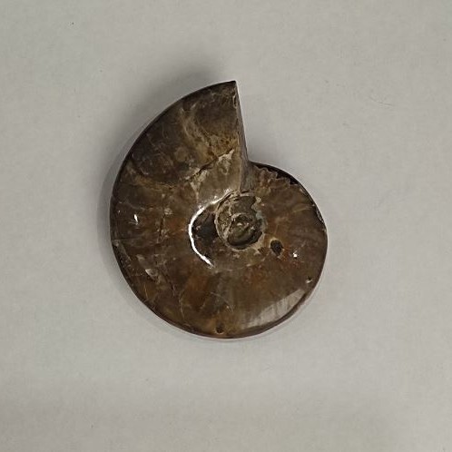 Souvenir fossilized ammonite 10x8 cm ± (price per 191 g.)