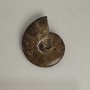Souvenir fossilized ammonite 10x8 cm ± (price per 191 g.)