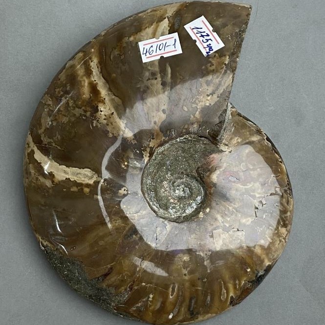 Souvenir fossilized ammonite, complete, 17 x 15 x 3.5 cm +/- (price per 1175 g.)