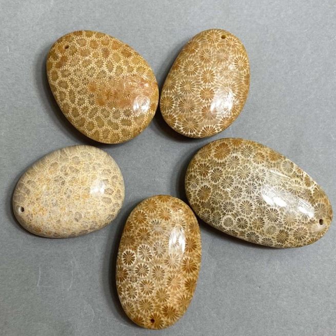 Fossilized Coral Pendant 40-55×30-40 mm ± Assorted Sizes
