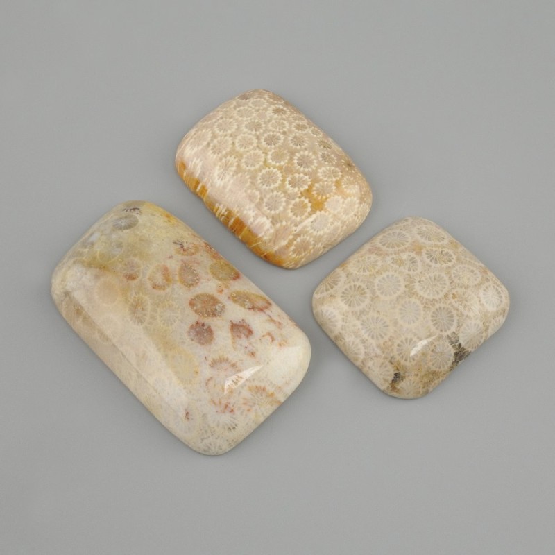 Fossilized Coral Cabochon 32-42×24-30 mm ± (Assorted sizes)