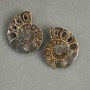 Ammonite souvenir stone, assorted diameter 37×43 mm ± (in a pack: a pair) total weight 45 g