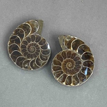 Ammonite souvenir stone, assorted size 37×44 mm ± (in a package pair) weight 54 g