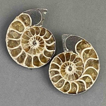 Ammonite souvenir stone, assorted diameter 36×42 mm ± (in a pack: pair), weight 45 g