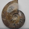 Souvenir Petrified Solid Ammonite Large 15 x 12 x 4 cm ± price per 783 g